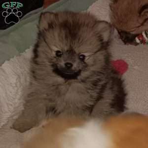 Teeny Tiny Twinkle Toes, Pomeranian Puppy